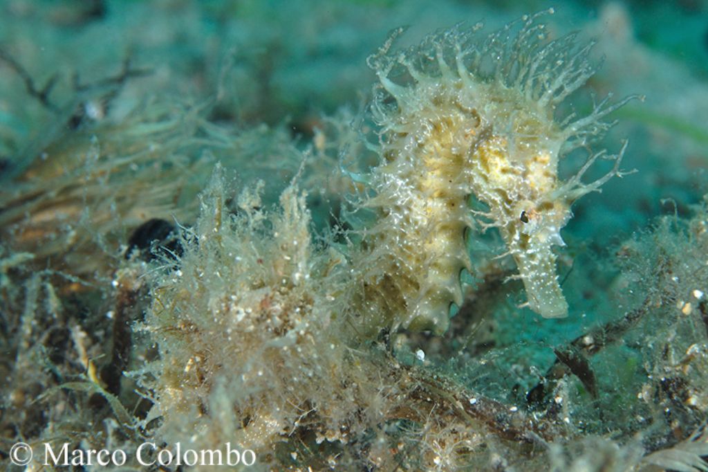 Cavalluccio marino camuso (Hippocampus hippocampus)